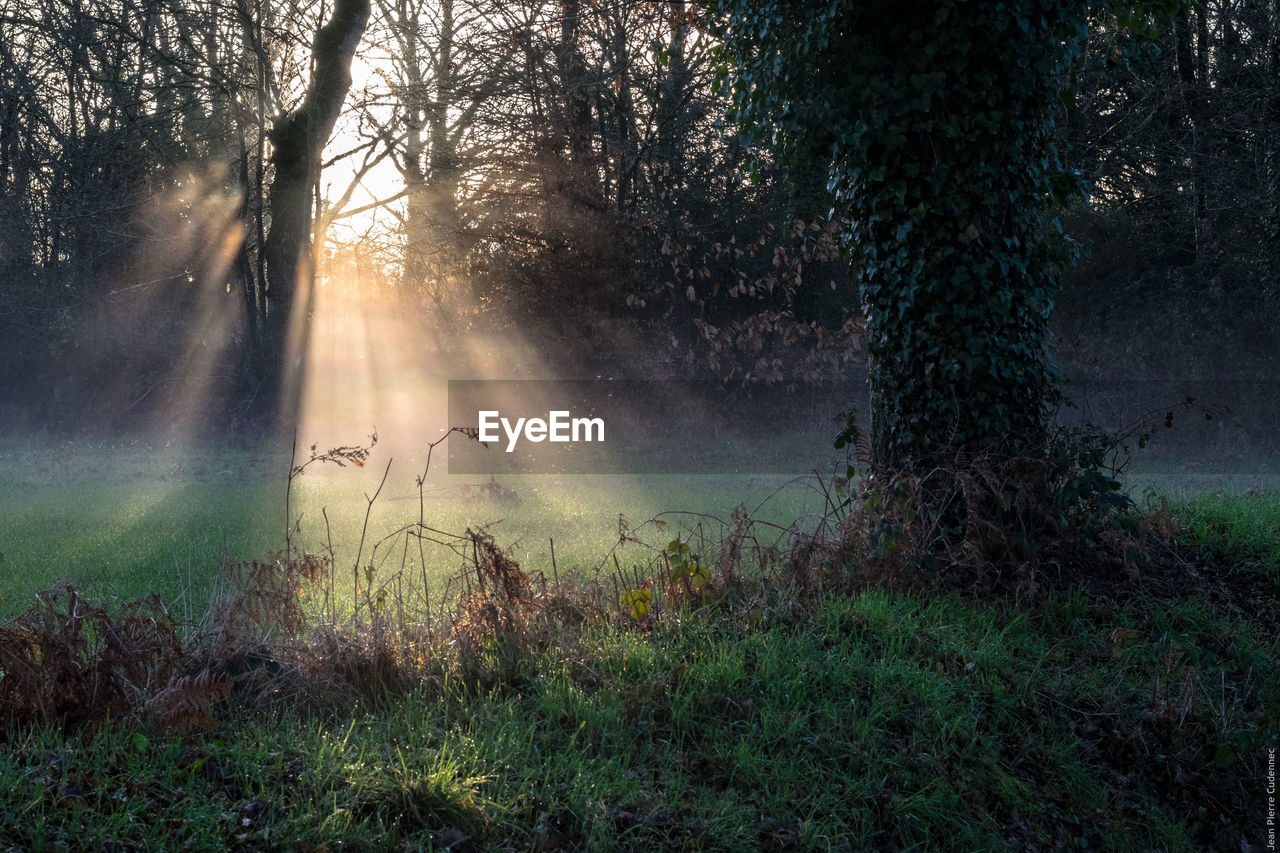 Trees on grassy field during sunny day