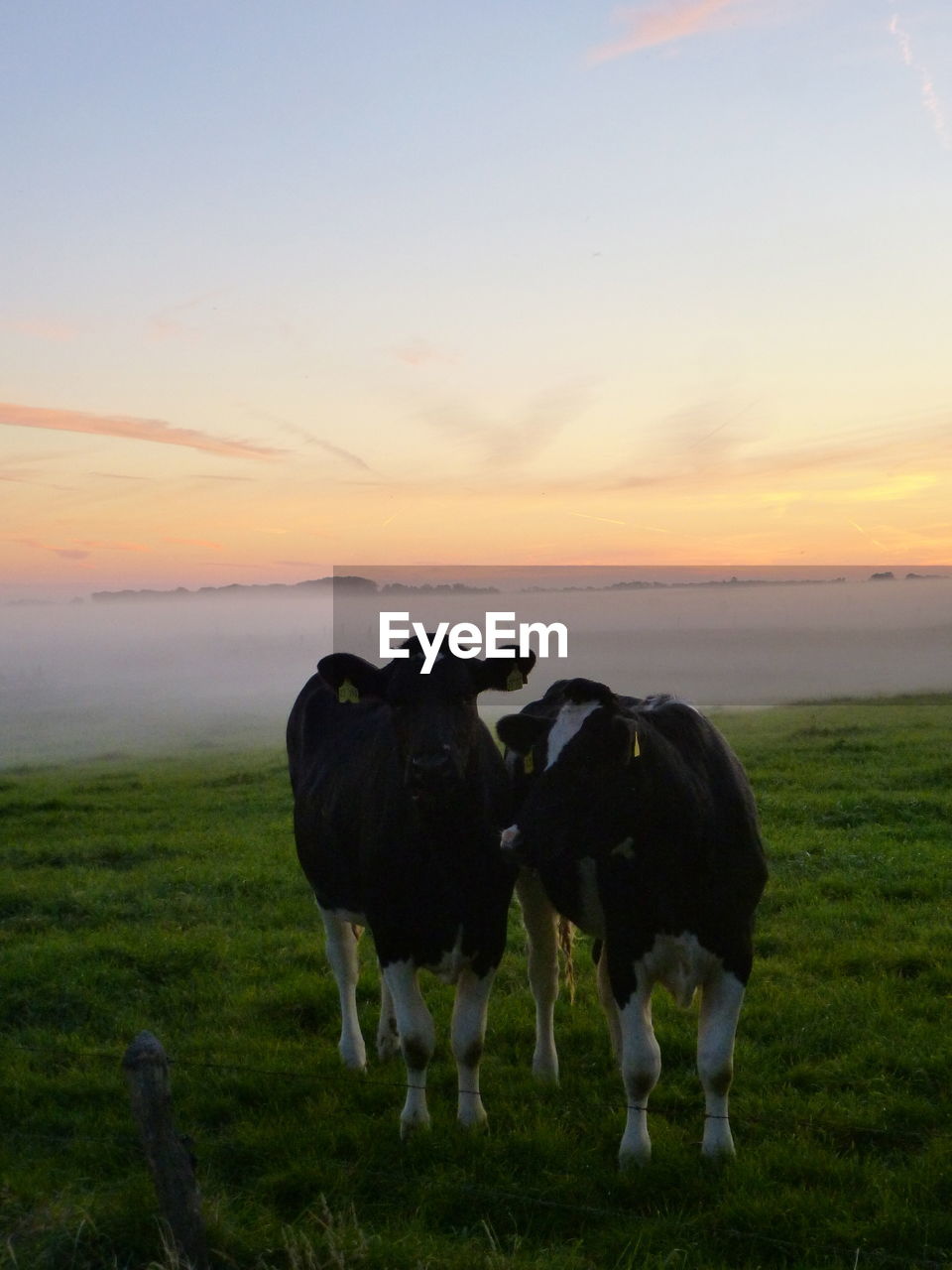 COWS ON FIELD AGAINST SKY