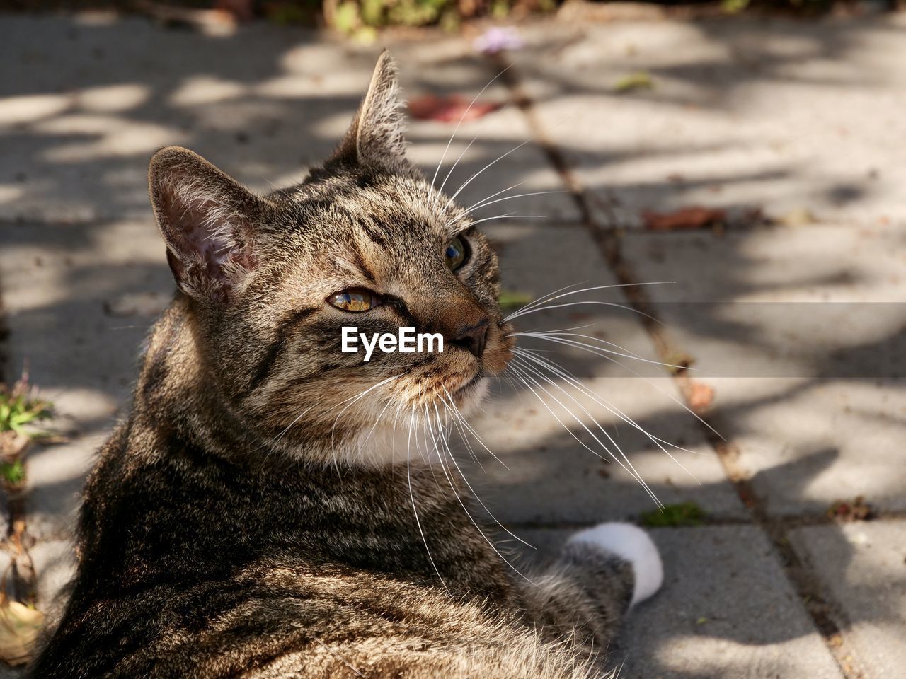 Close-up of a cat looking away