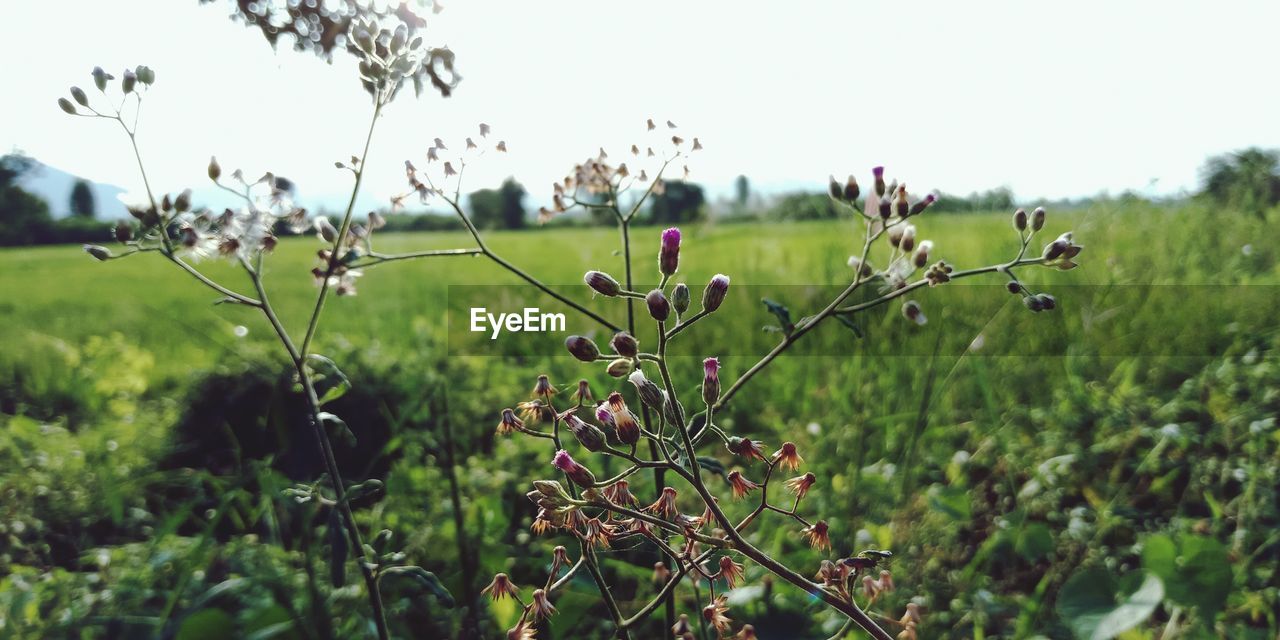 CLOSE-UP OF FLOWERING PLANTS ON FIELD