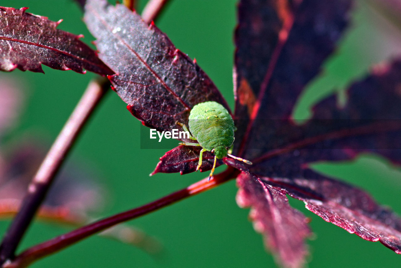 Close-up of green shield bug on red leaf