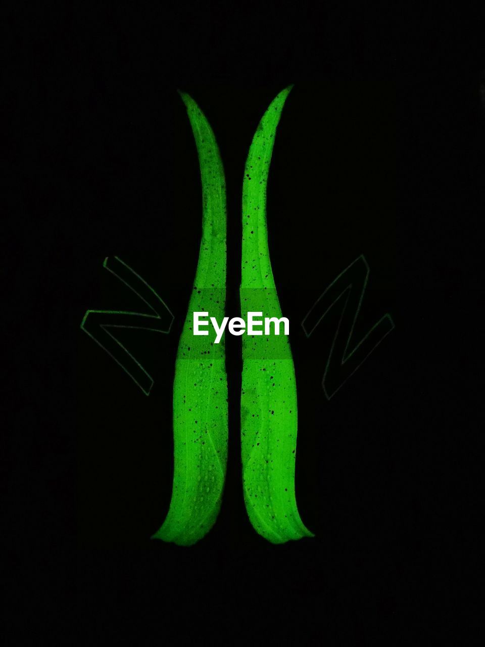 CLOSE-UP OF GREEN PEPPER AGAINST BLACK BACKGROUND