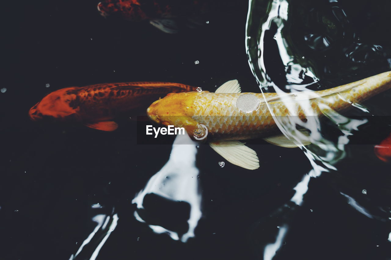 Close-up of koi fish in lake