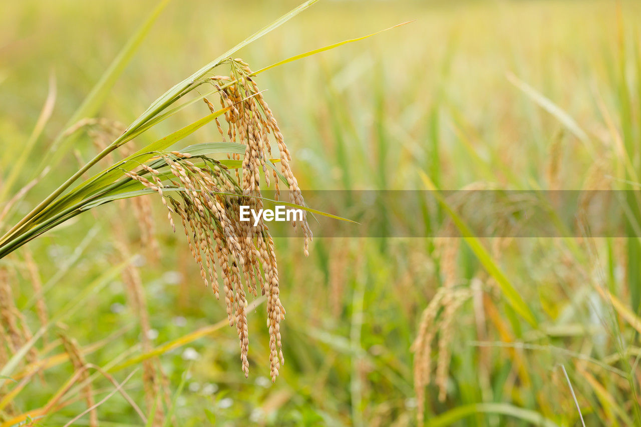 plant, cereal plant, agriculture, crop, grass, field, nature, rural scene, growth, landscape, prairie, land, barley, food, close-up, wheat, rye, focus on foreground, farm, beauty in nature, no people, food and drink, environment, outdoors, green, cereal, food grain, summer, meadow, day, hordeum, grassland, selective focus, vegetable, animal themes, corn, animal, tranquility, plant stem, triticale