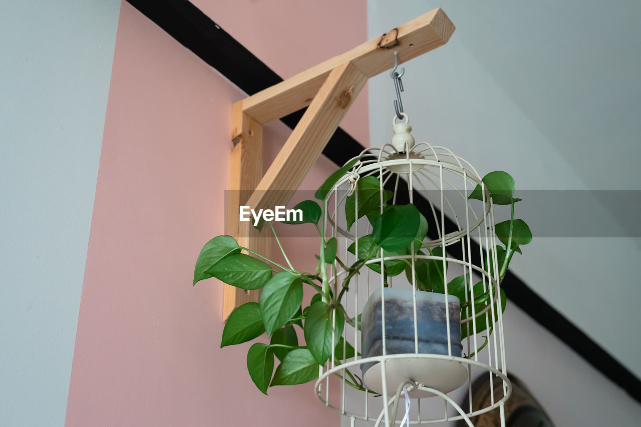 Hanging vine plant with heart-shaped variegated leaves of devils ivy or golden pothos.