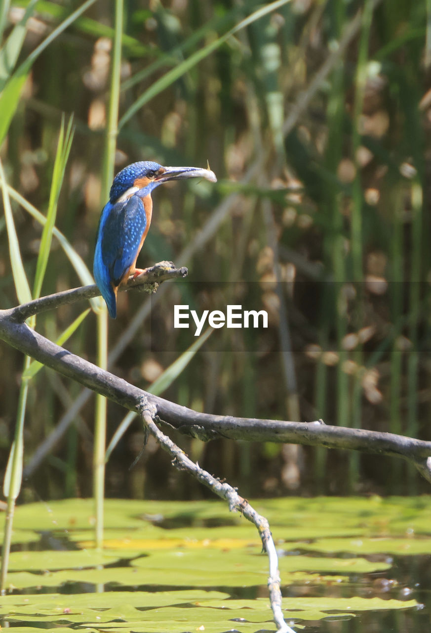 BLUE BIRD PERCHING ON A BRANCH