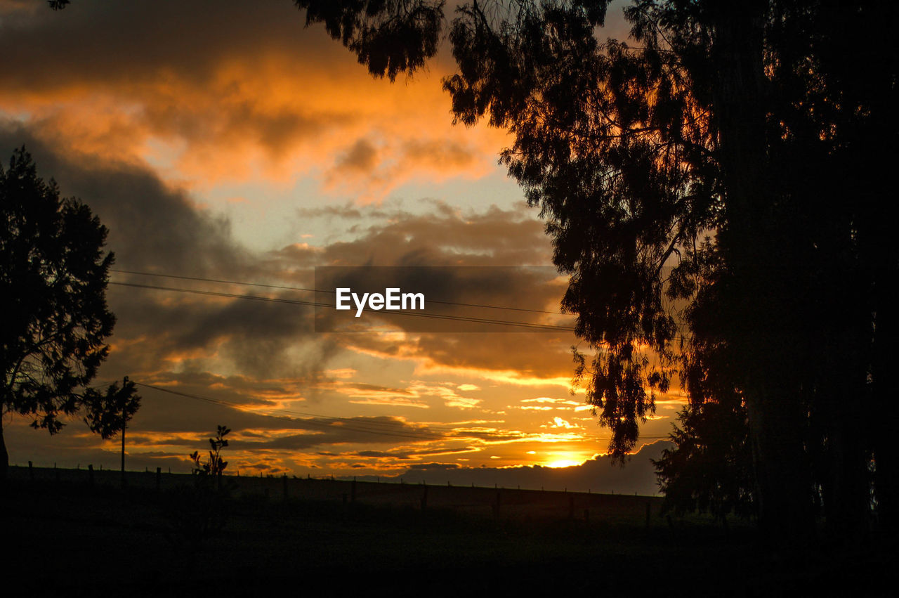 SILHOUETTE OF TREES DURING SUNSET