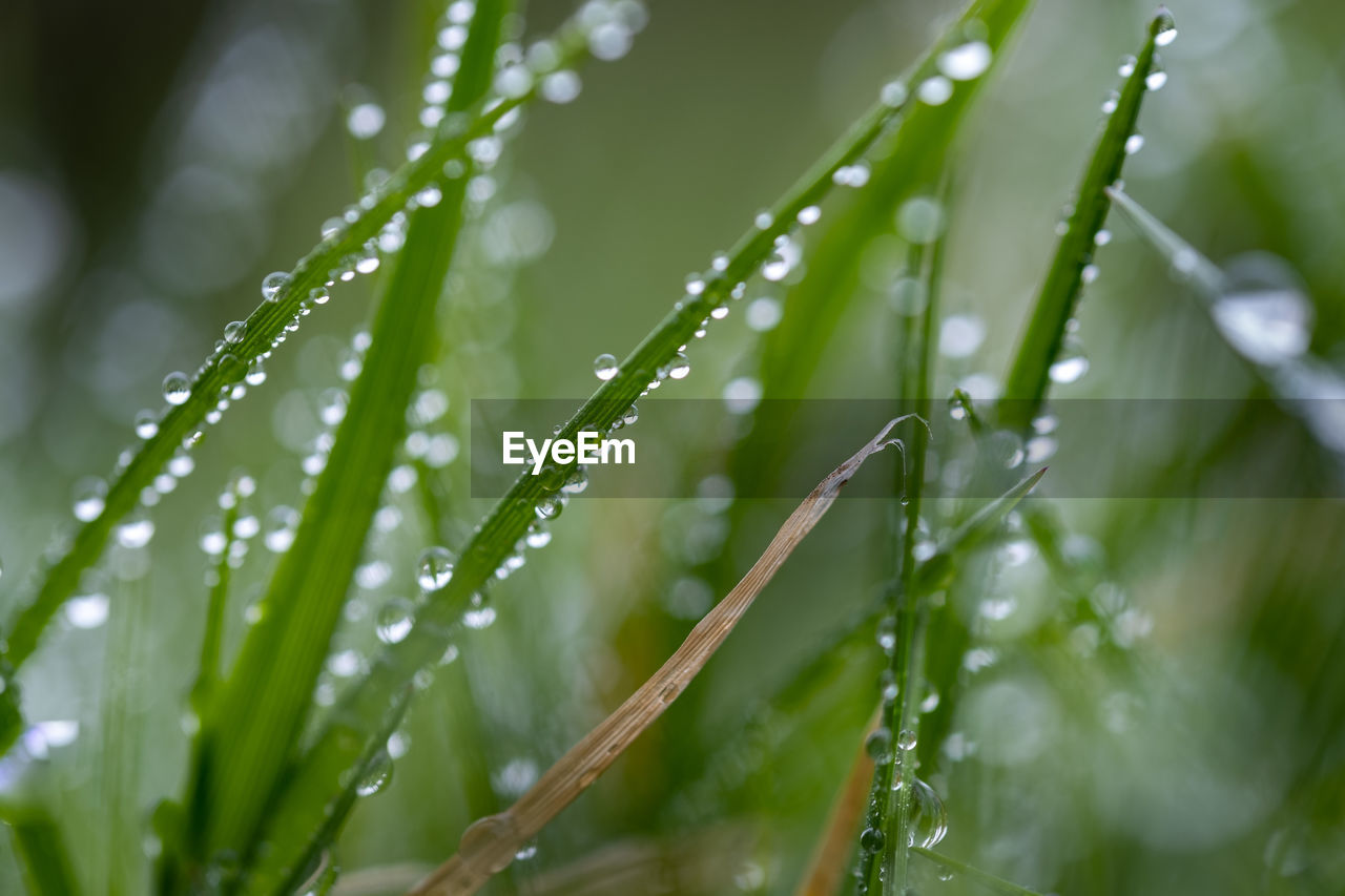 drop, plant, wet, water, green, dew, moisture, nature, close-up, grass, macro photography, growth, freshness, beauty in nature, rain, no people, environment, selective focus, leaf, blade of grass, plant part, plant stem, outdoors, branch, backgrounds, raindrop, flower, sunlight, day, tranquility, environmental conservation, summer, macro, fragility, focus on foreground, land, purity, defocused
