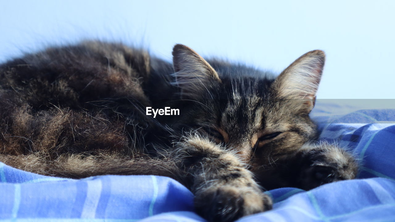 CLOSE-UP OF CAT RESTING