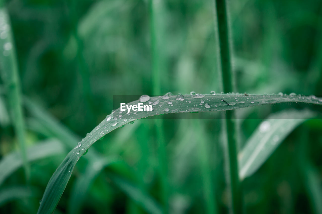 CLOSE-UP OF WATER DROPS ON PLANT