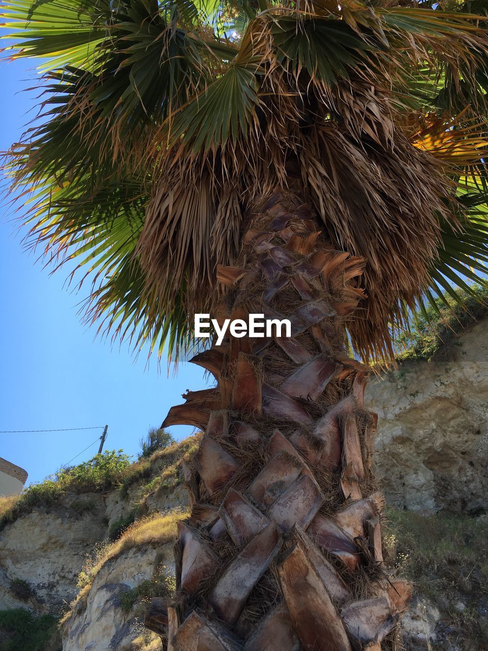 LOW ANGLE VIEW OF TREES AGAINST CLEAR SKY