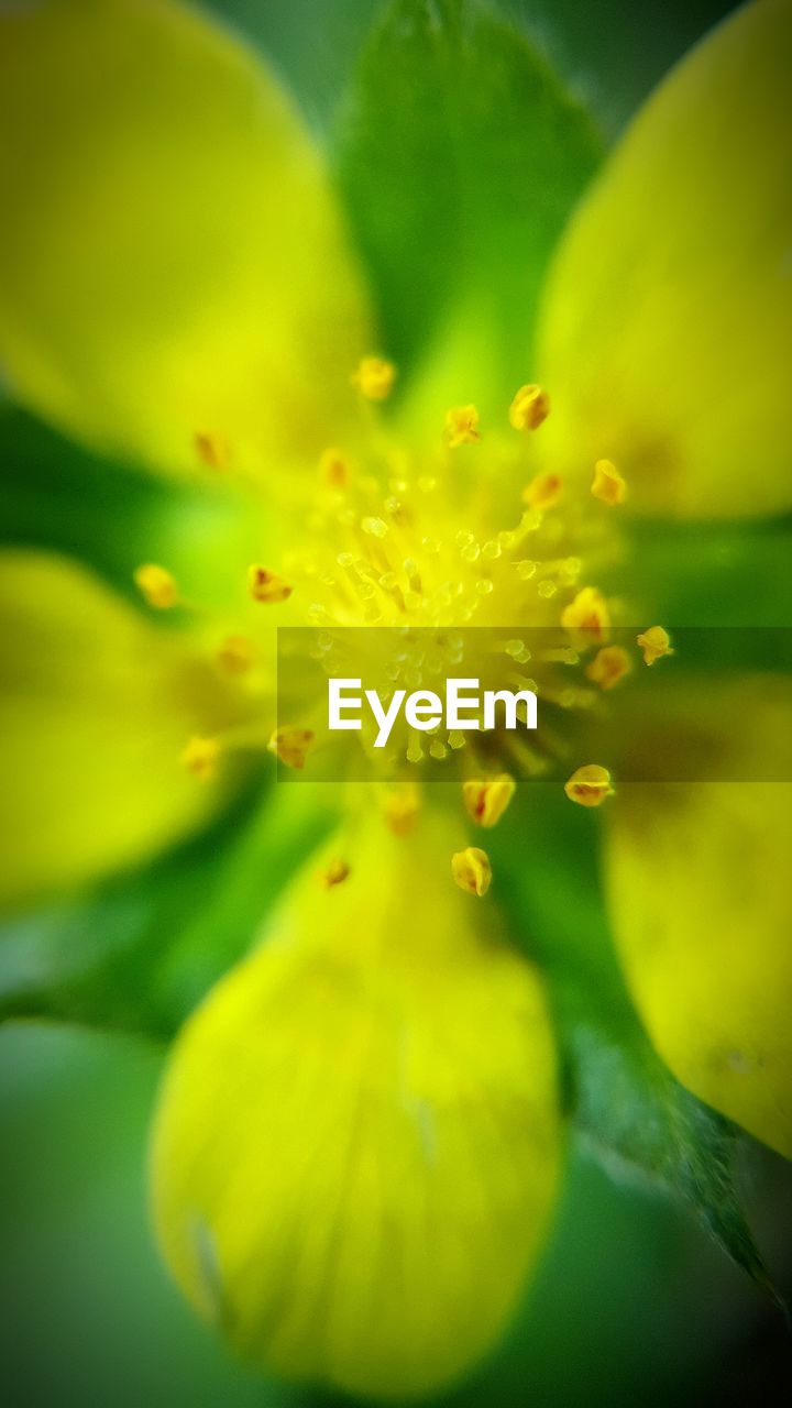 Close-up of yellow flowers