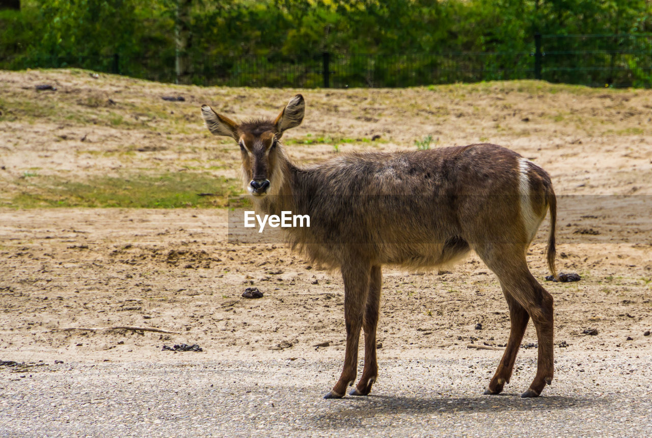 DEER STANDING ON LAND