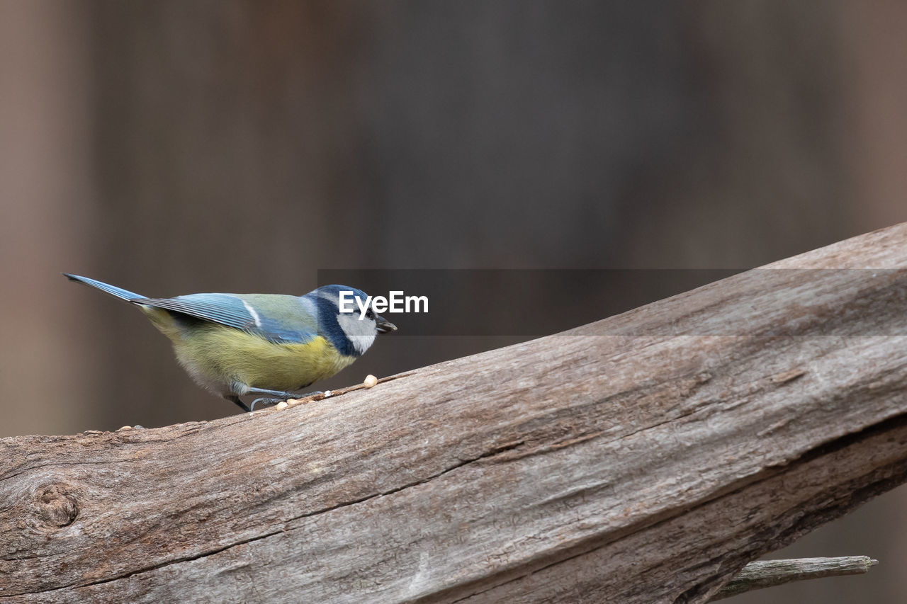 animal themes, animal, animal wildlife, bird, wildlife, one animal, nature, perching, close-up, wood, branch, songbird, beak, focus on foreground, no people, tree, wing, outdoors, beauty in nature, side view, day, full length, tree trunk, macro photography, trunk