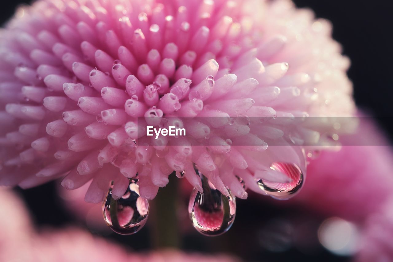 Close-up of water drops on pink flower