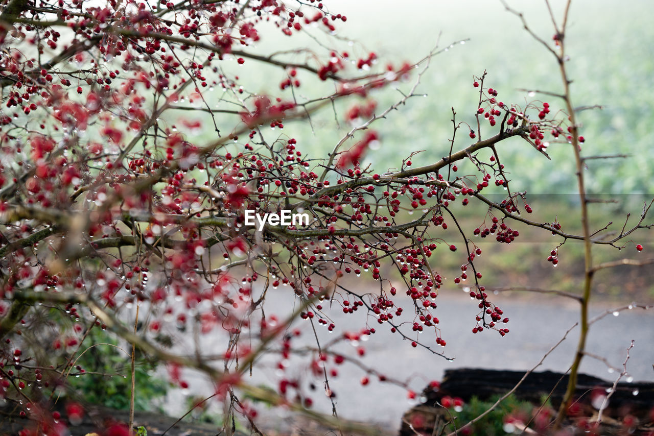 Close-up of  blossoms on tree