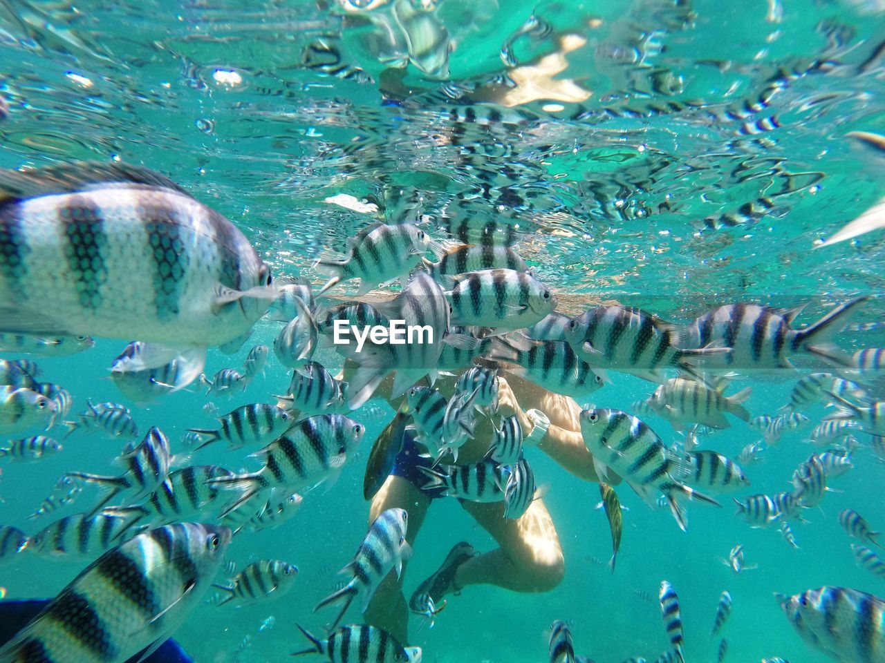 CLOSE-UP OF FISH UNDERWATER