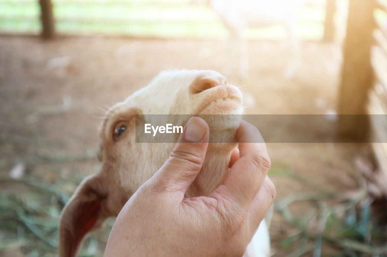 PERSON HAND HOLDING DOG