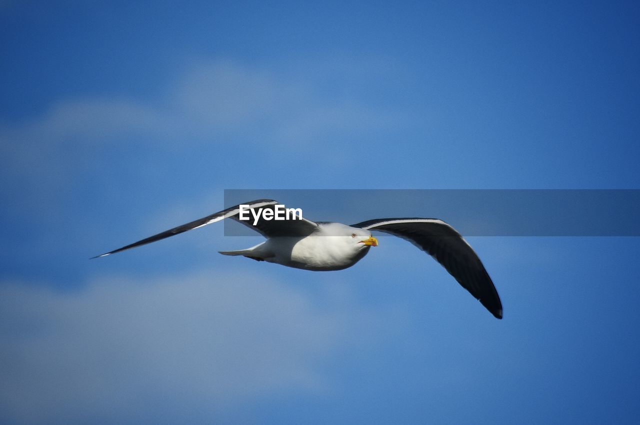 LOW ANGLE VIEW OF SEAGULL FLYING AGAINST BLUE SKY