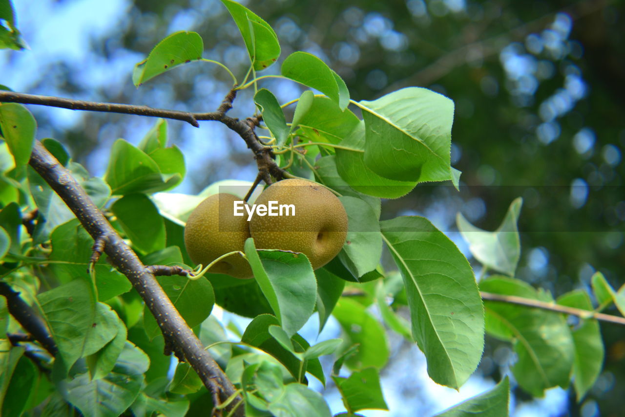 fruit, tree, leaf, food, healthy eating, plant part, food and drink, plant, branch, green, nature, freshness, produce, growth, wellbeing, agriculture, flower, fruit tree, no people, citrus fruit, low angle view, ripe, organic, sunlight, outdoors, lemon, juicy, close-up, citrus, environment, landscape, day
