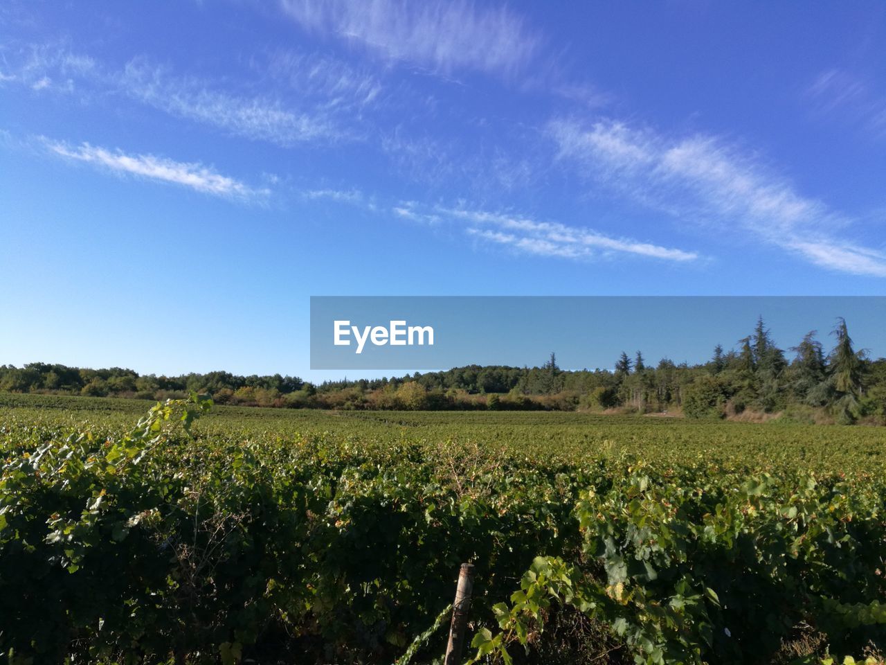 Scenic view of agricultural field against blue sky