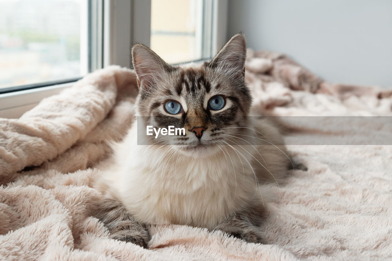 Adorable furry cat of seal lynx point color with blue eyes is lying on a pink blanket. 