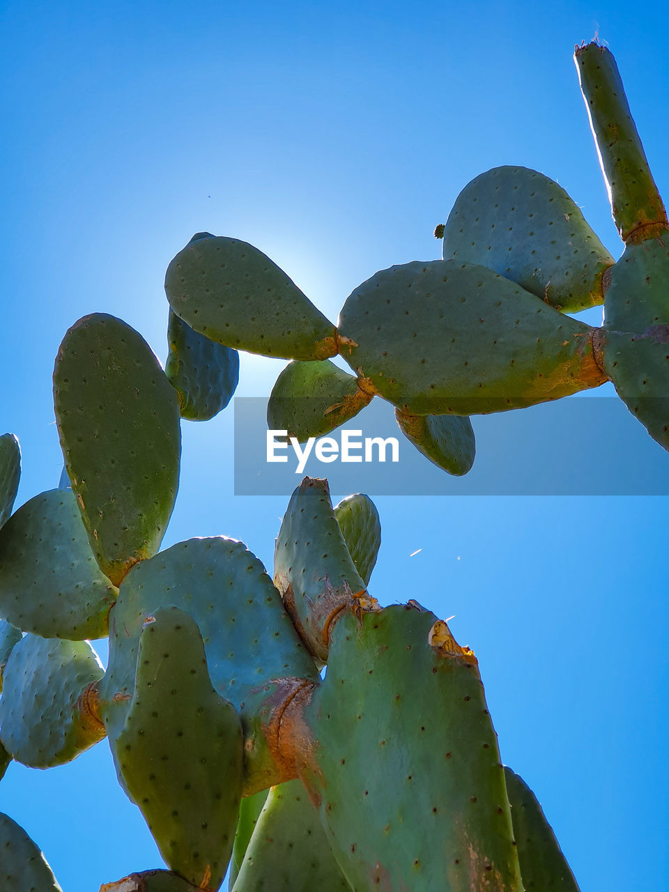 LOW ANGLE VIEW OF SUCCULENT PLANT AGAINST BLUE SKY