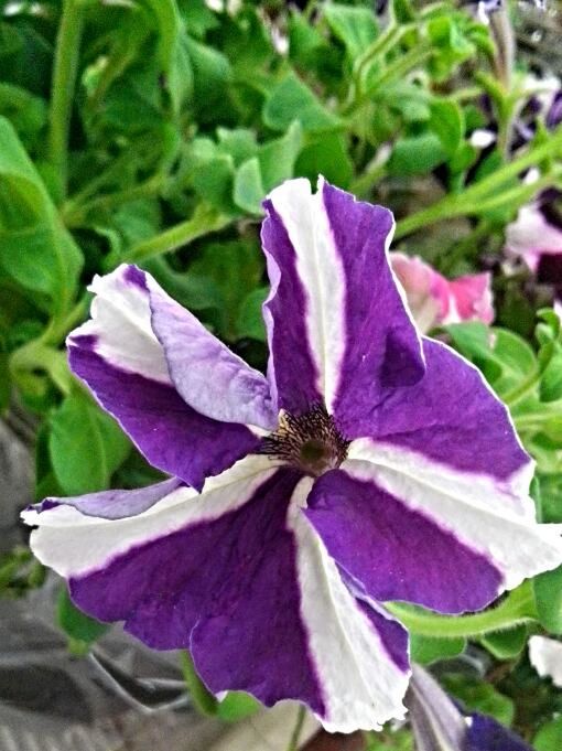 CLOSE-UP OF PURPLE FLOWERS BLOOMING