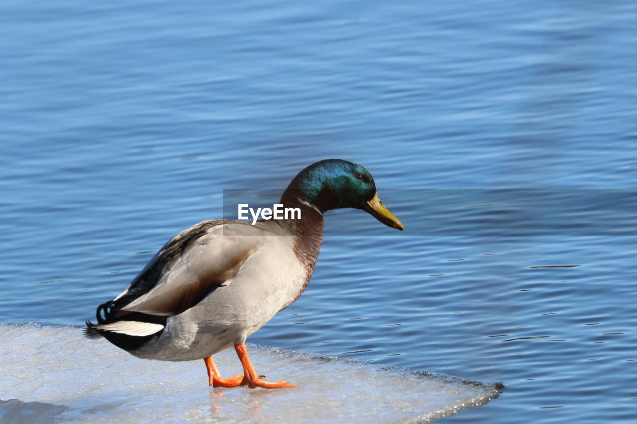 animal themes, animal, bird, animal wildlife, wildlife, duck, water, mallard, ducks, geese and swans, one animal, beak, water bird, lake, nature, poultry, no people, mallard duck, day, beauty in nature, outdoors, wing, side view, full length