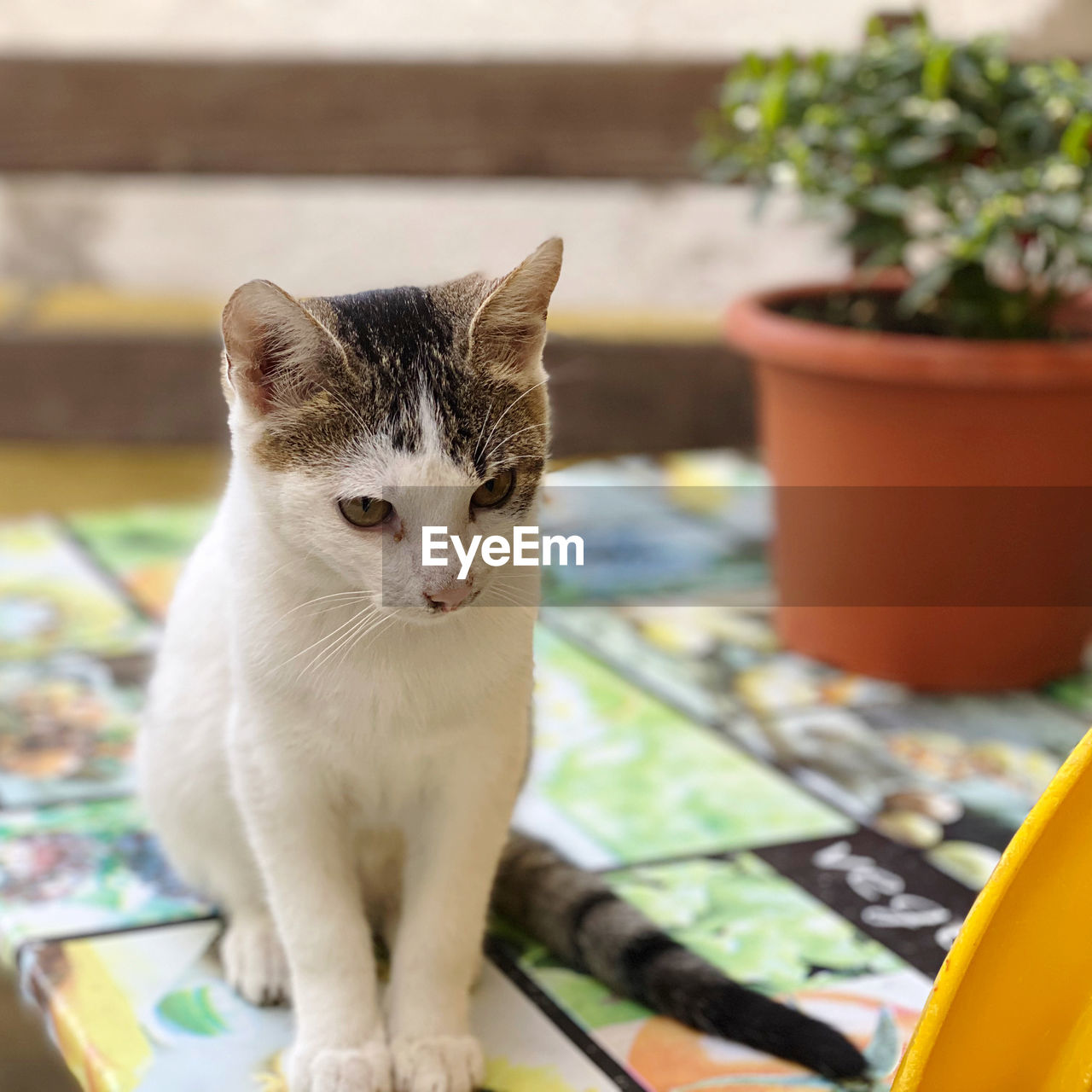 CLOSE-UP PORTRAIT OF CAT BY POTTED PLANT AT FLOWER POT