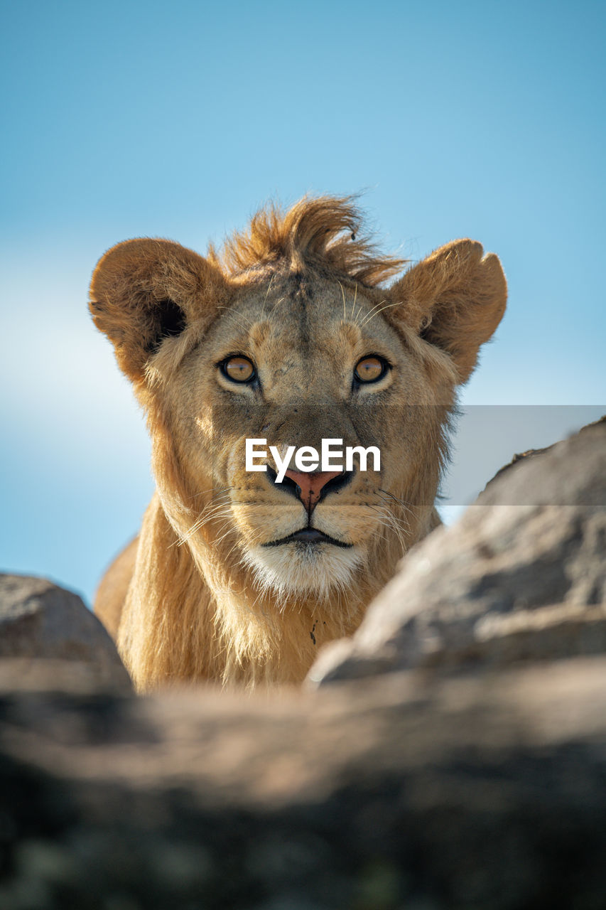 Young male lion eyes camera over rocks