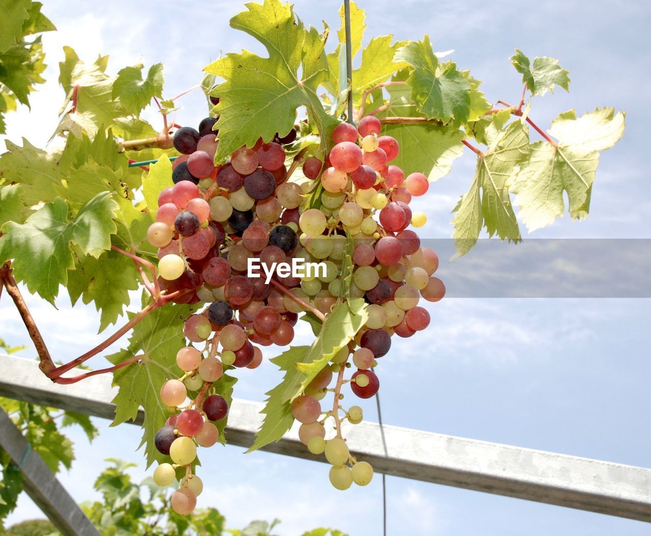 Grapes growing on plants against sky