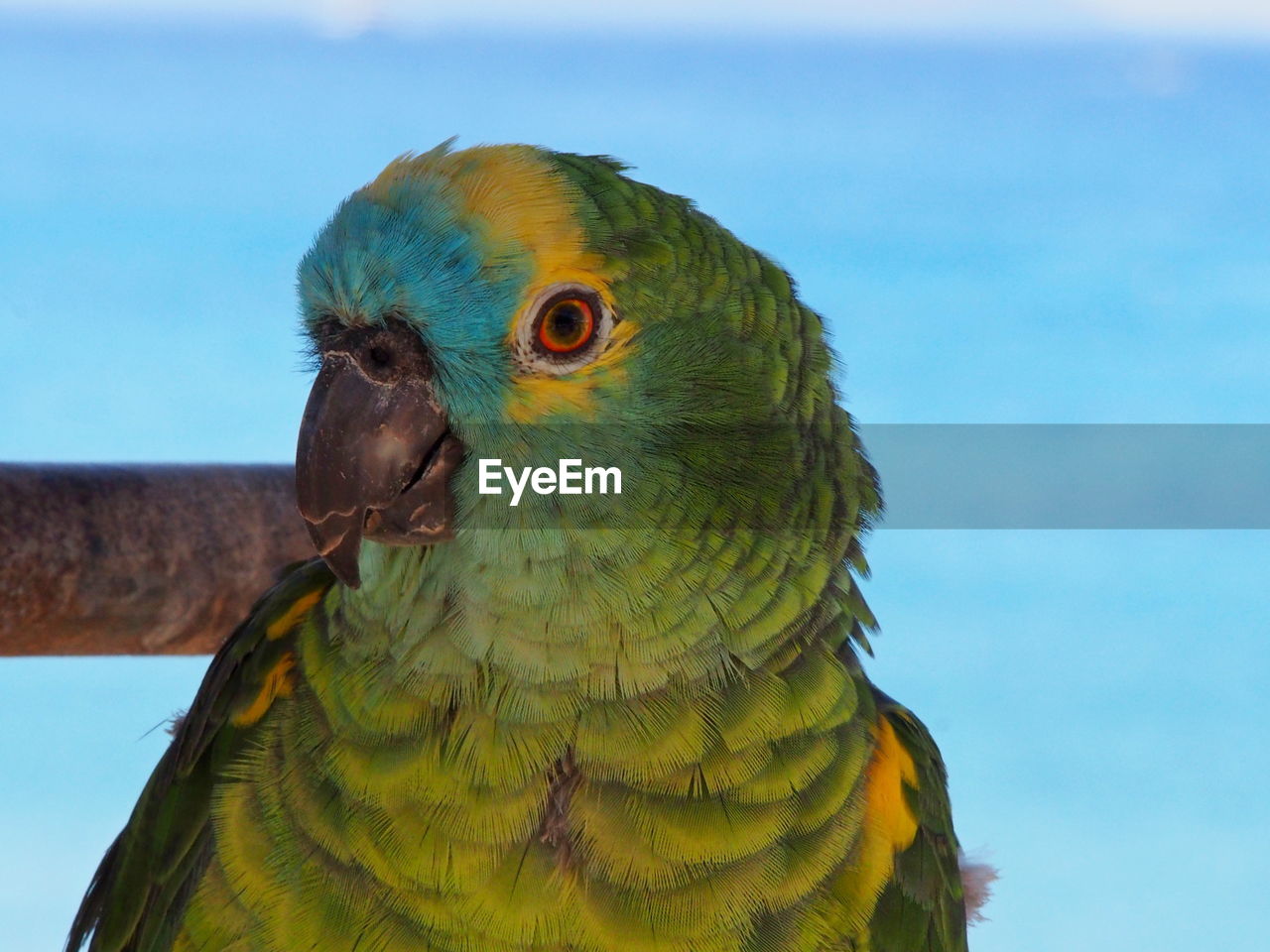 Close-up of parrot perching on blue against sky
