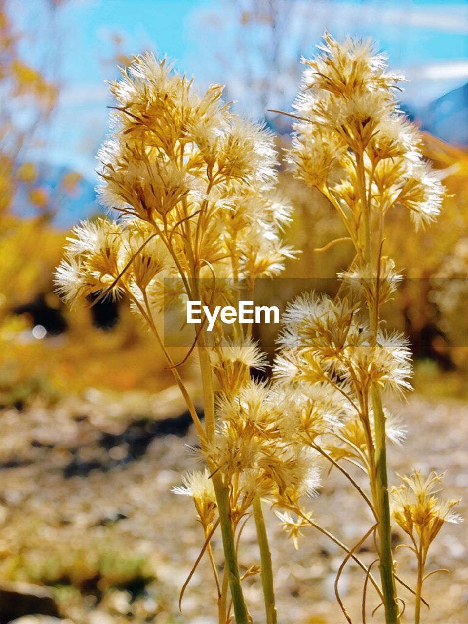 Close-up of wilted flowering plant on field