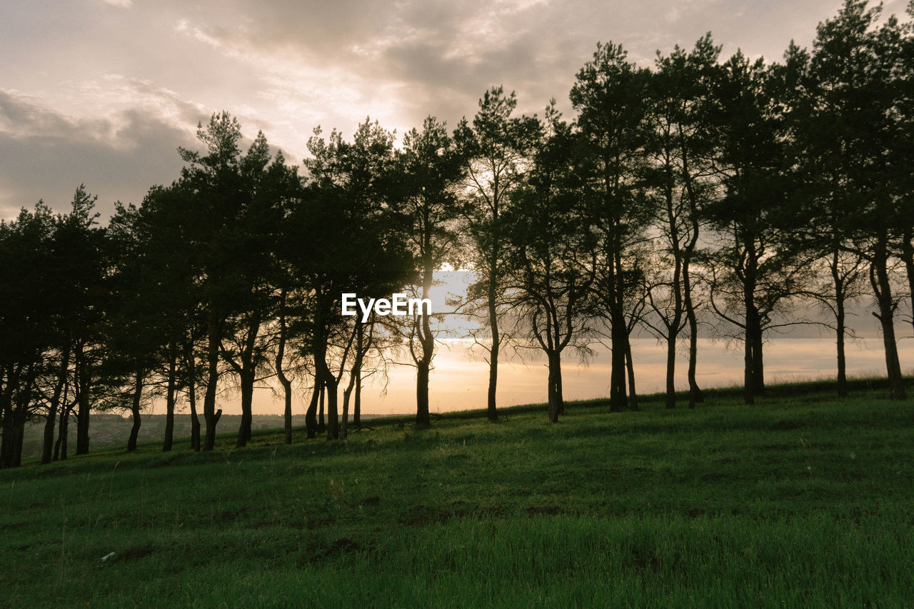 SCENIC VIEW OF TREES ON FIELD AGAINST SKY