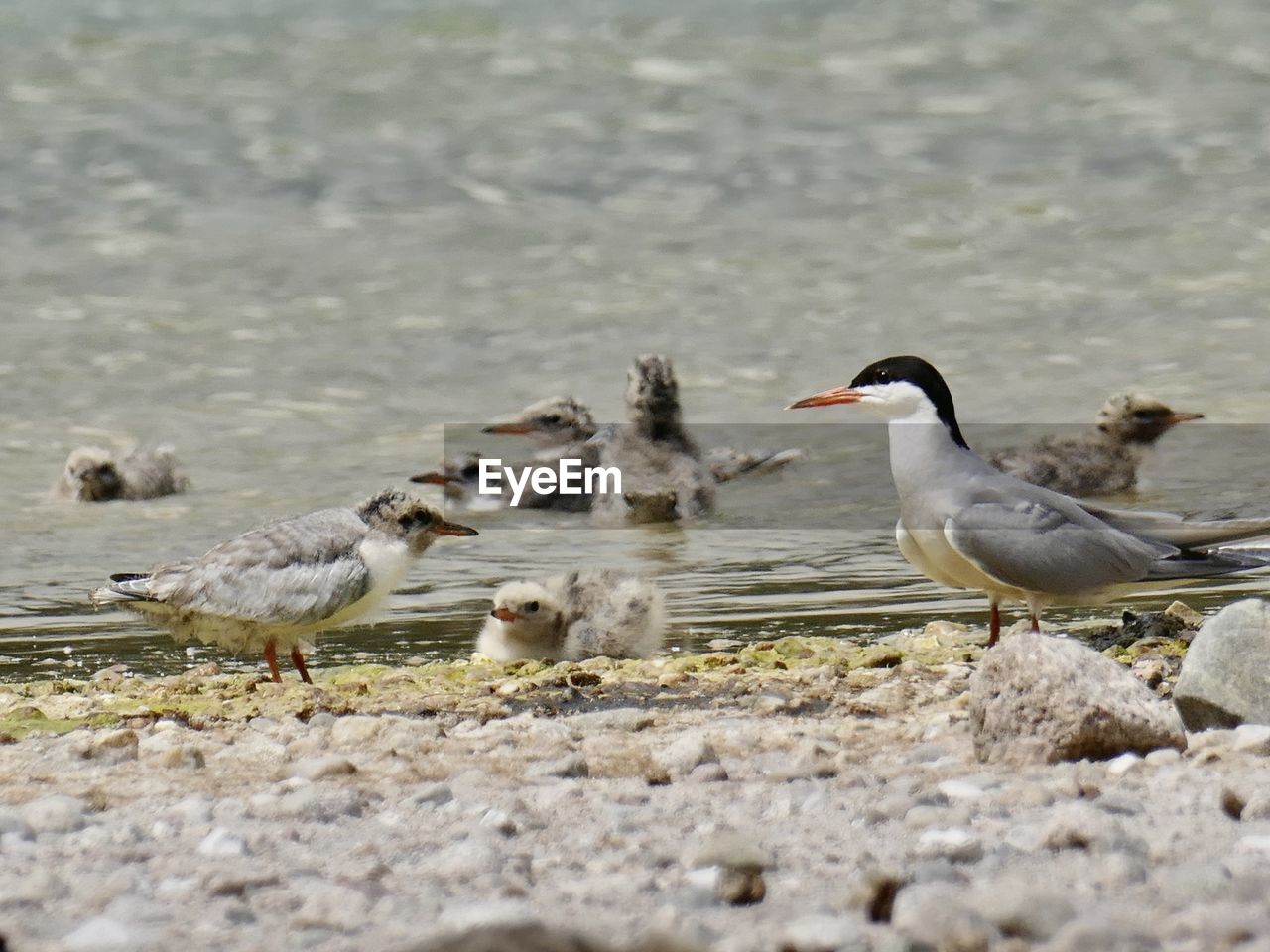 bird, animal themes, animal, animal wildlife, wildlife, group of animals, water, sandpiper, no people, nature, selective focus, beach, day, lake, beak, seabird, outdoors, gull, water bird, land