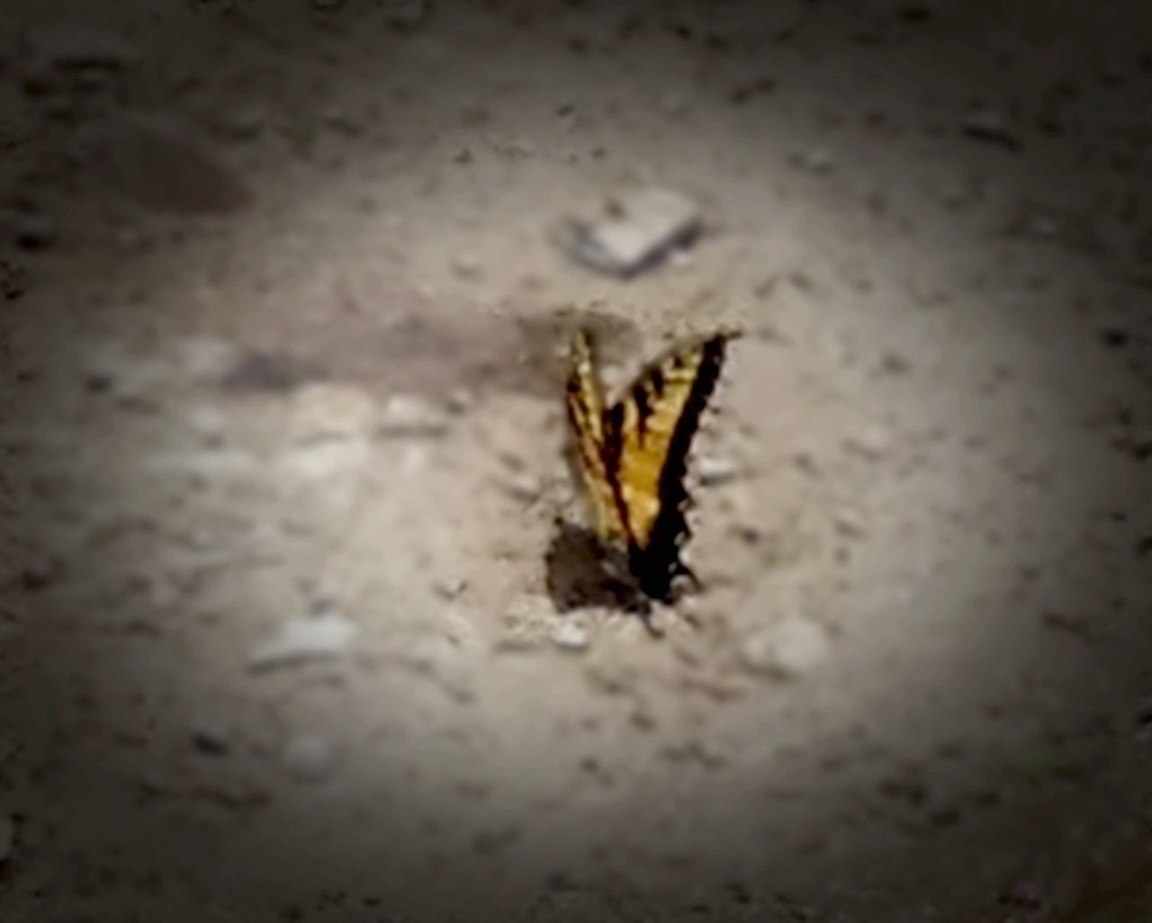 CLOSE-UP OF INSECT ON WALL