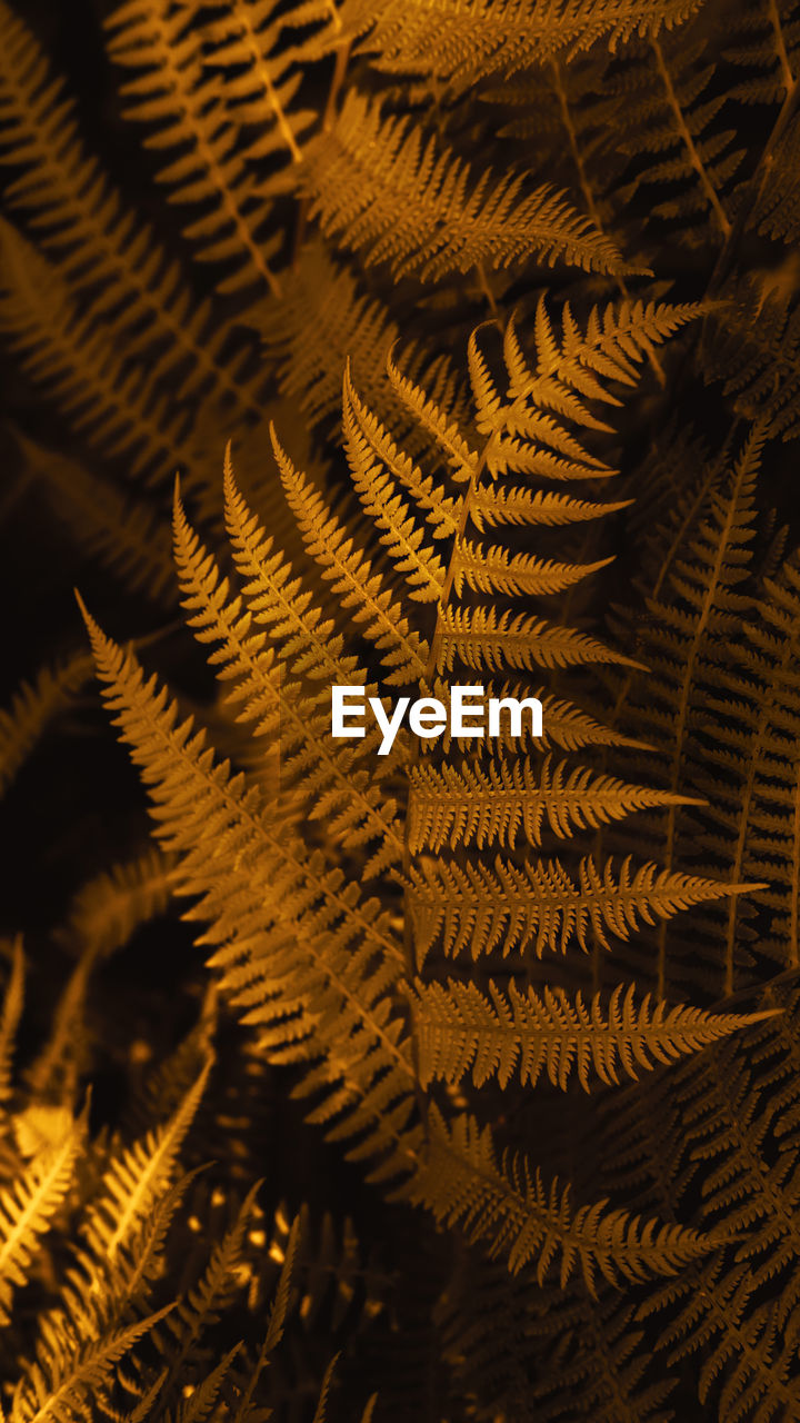 Autumn ferns leaves background. dark yellow foliage floral pattern. vertical  stories format