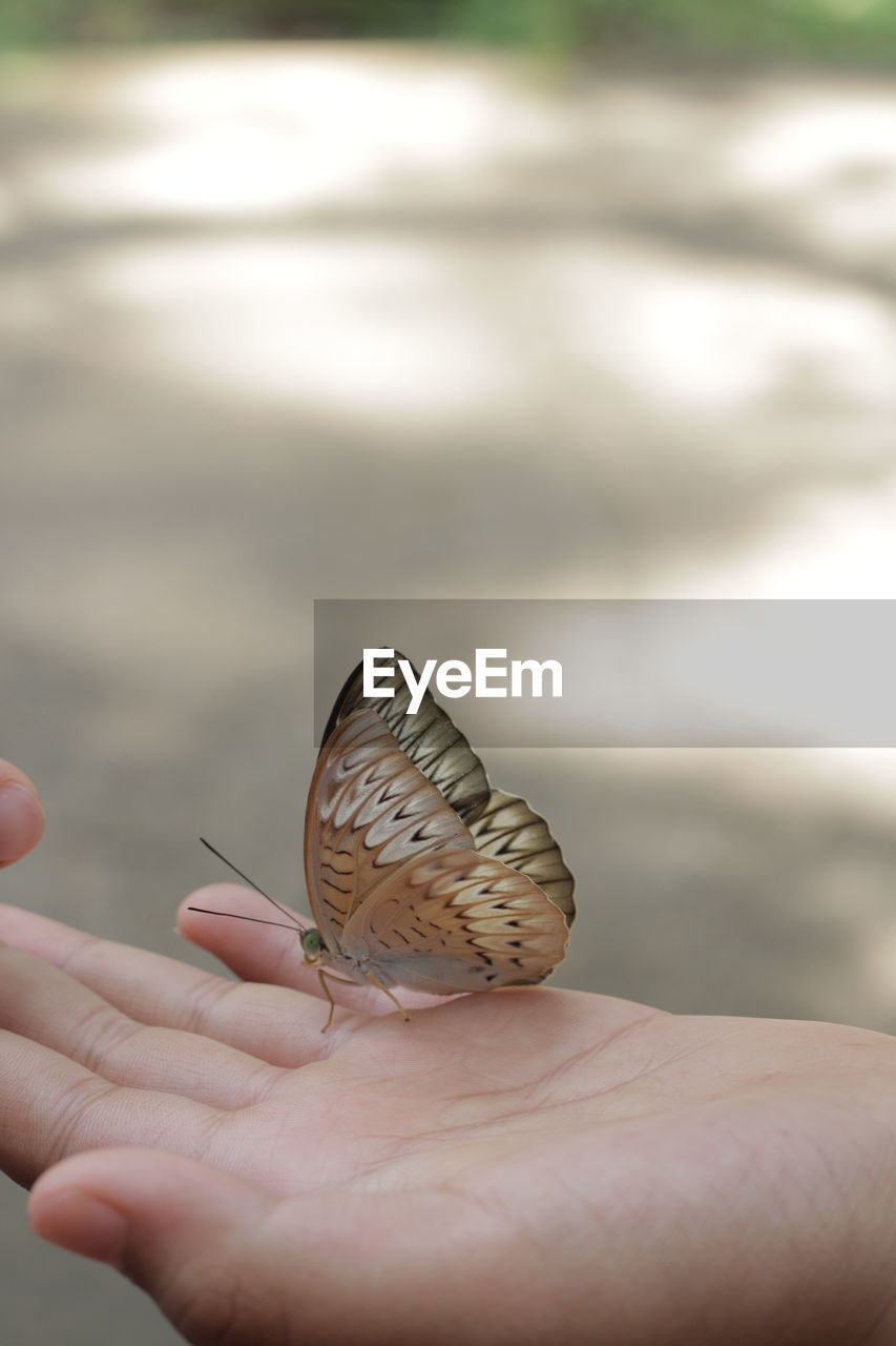 CLOSE-UP OF PERSON HAND HOLDING BUTTERFLY