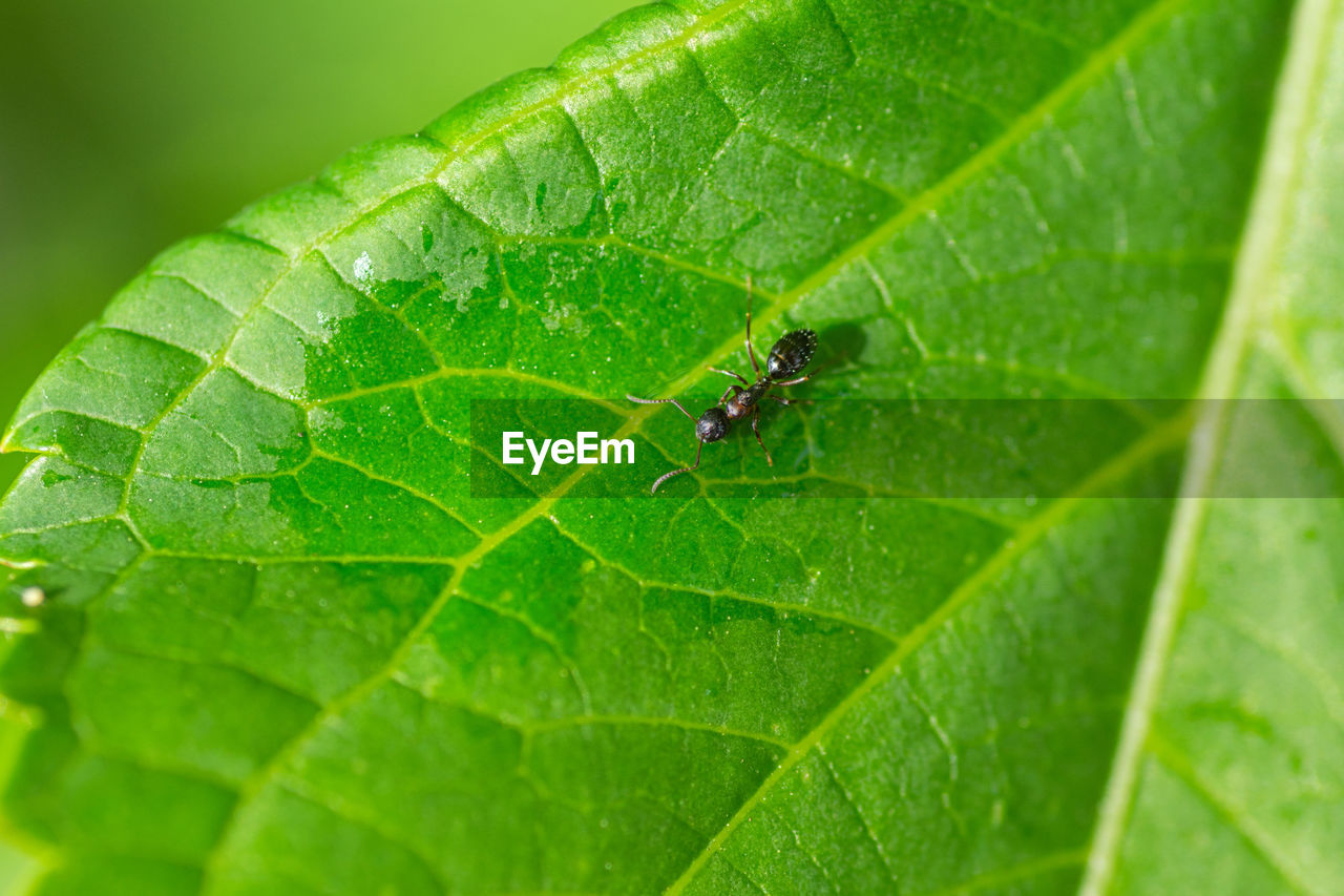 HIGH ANGLE VIEW OF GREEN LEAF