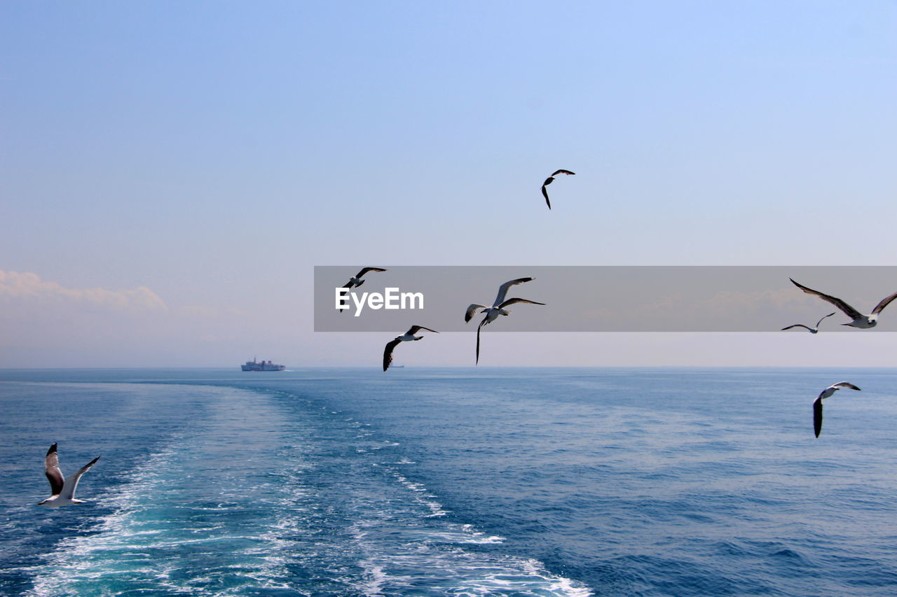 Seagulls flying over sea against sky