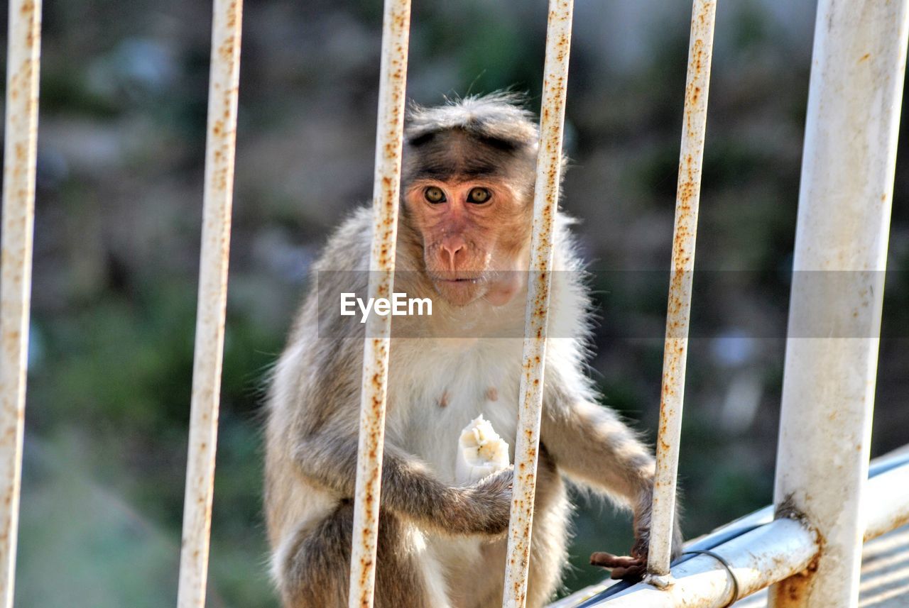 Portrait of monkey in cage