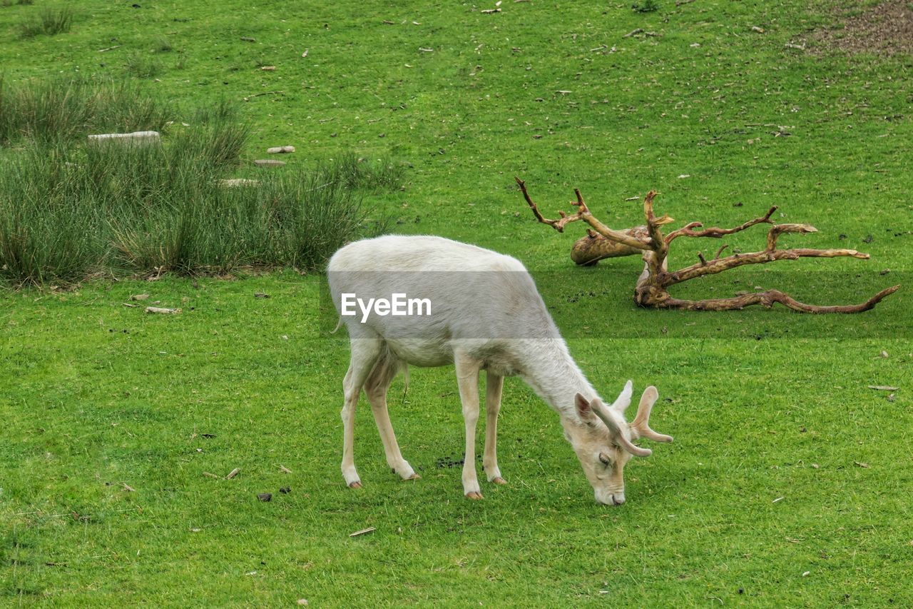 White fallow deer fawn