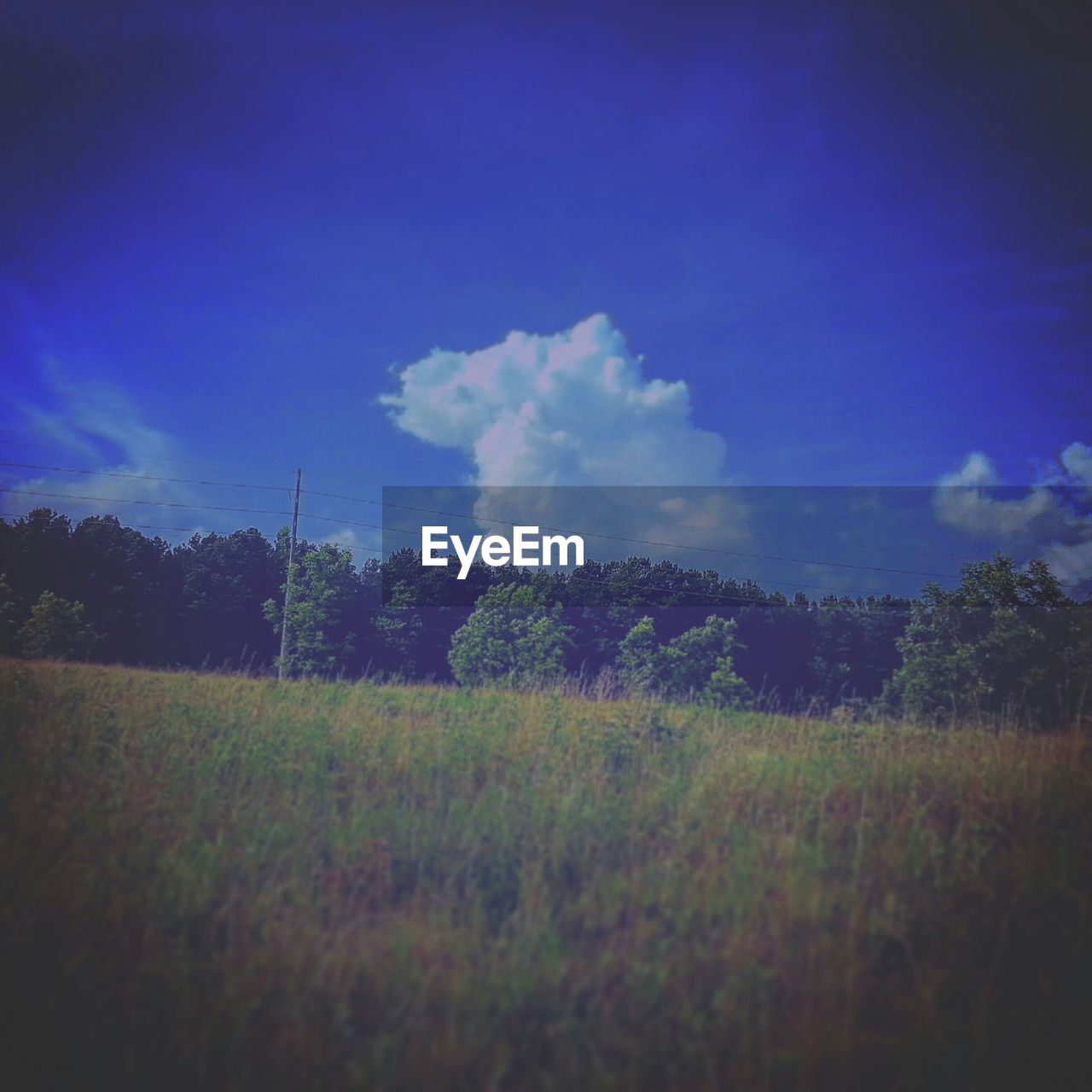 TREES ON GRASSY FIELD AGAINST CLOUDY SKY