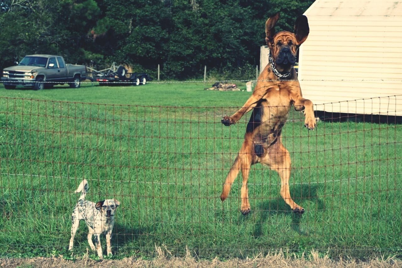 DOG STANDING ON GRASSY FIELD