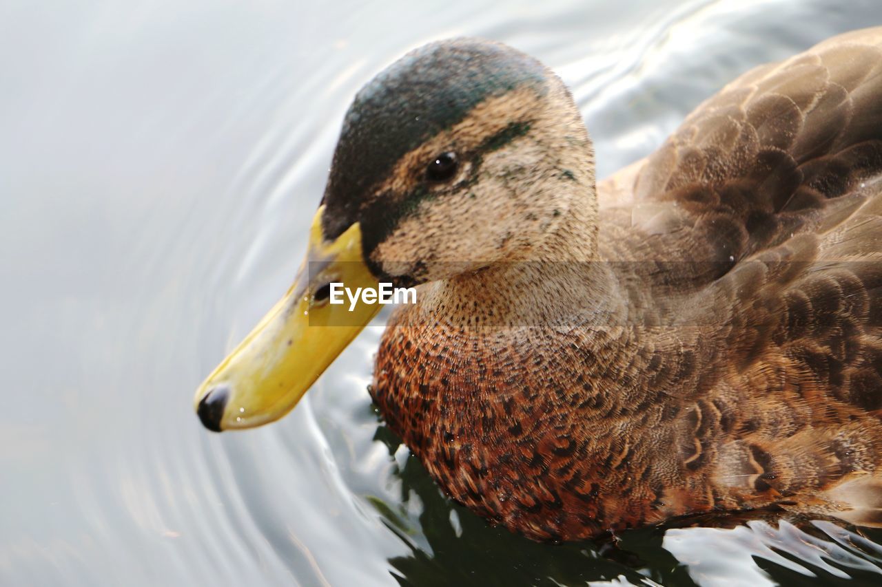 CLOSE-UP OF A DUCK