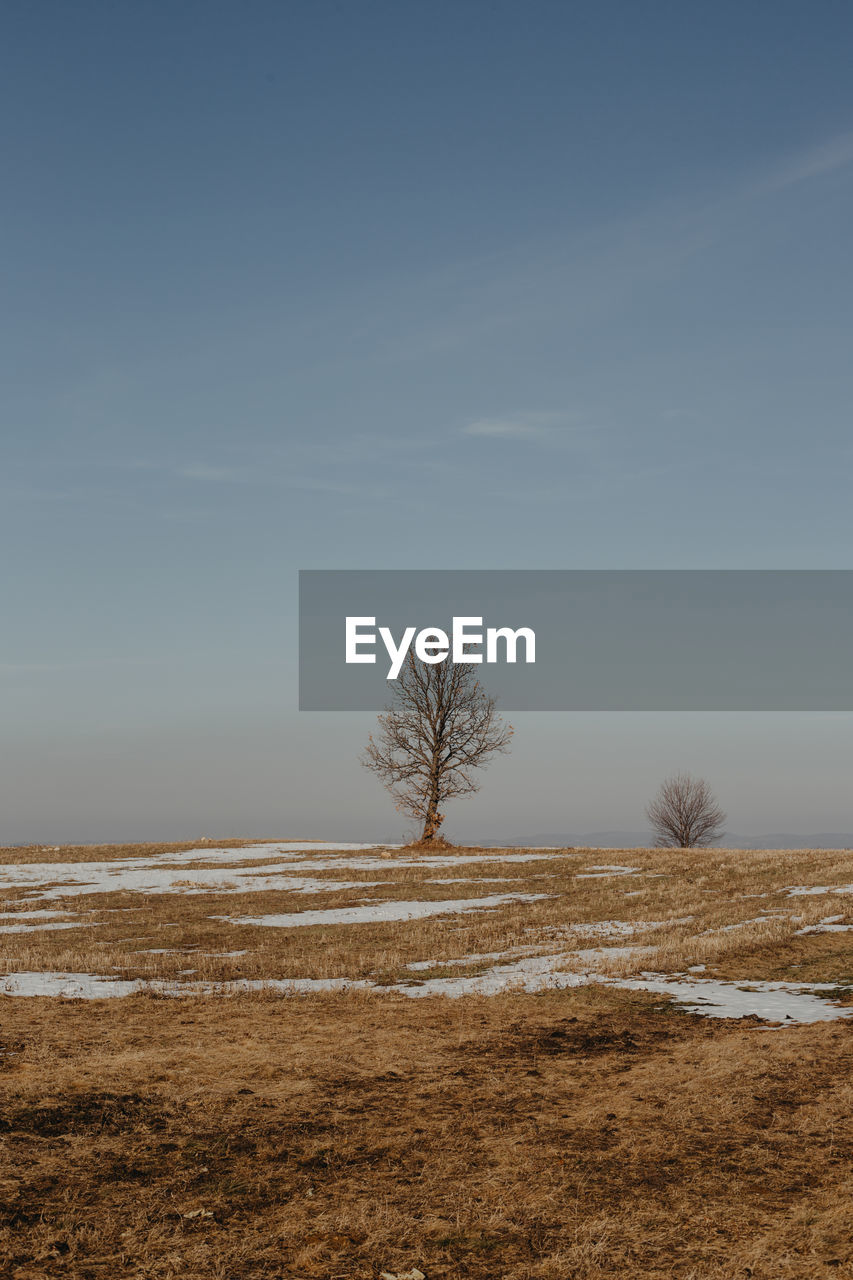 Bare tree on field against sky