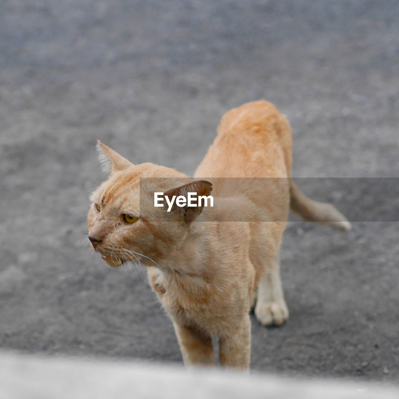 CAT LOOKING AWAY ON ROAD