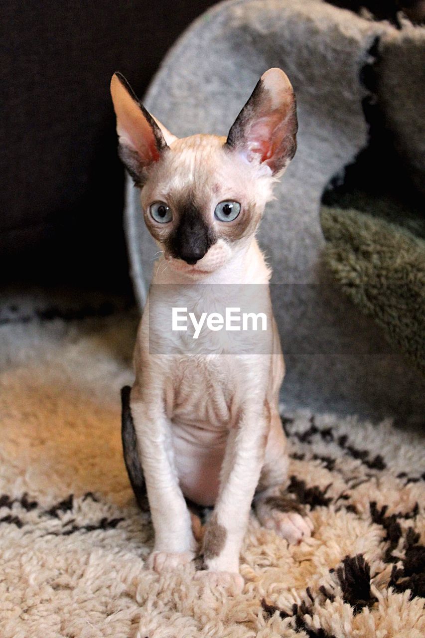 Cornish rex kitten 