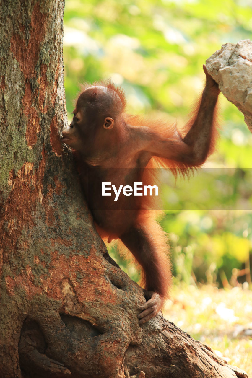 Close-up of baby orangutan on tree 